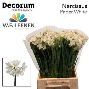 Narcissus Paperwhite 566 Water