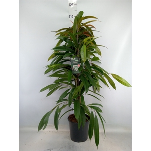 Ficus binn. 'Amstel King'