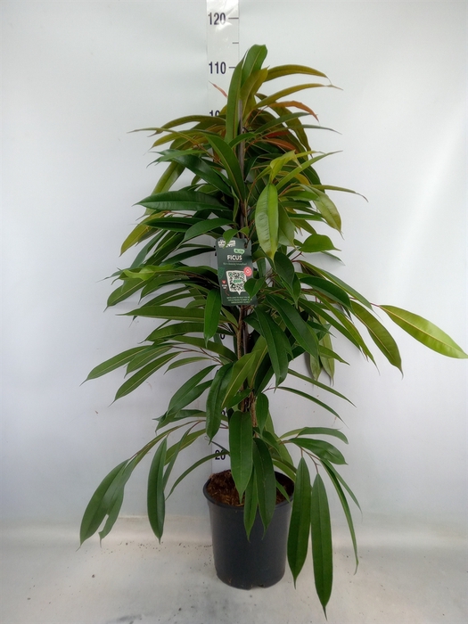 <h4>Ficus binn. 'Amstel King'</h4>