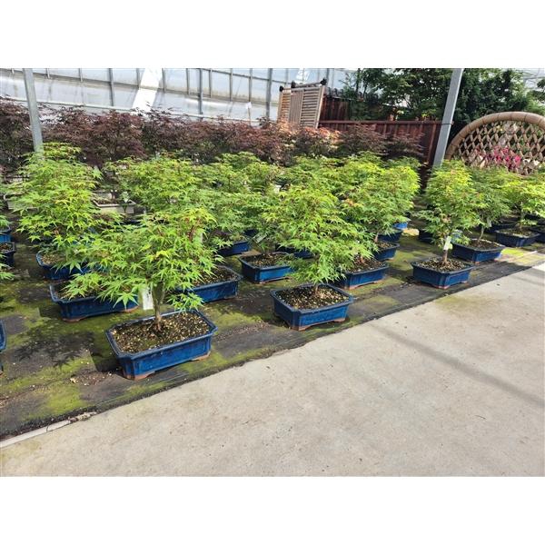 <h4>Acer palmatum "katsura". Pot 32cm.</h4>