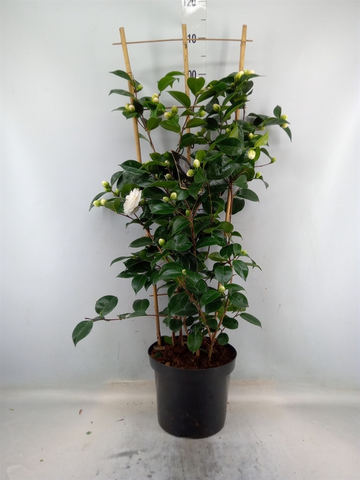 <h4>Camellia   ...mix 2</h4>