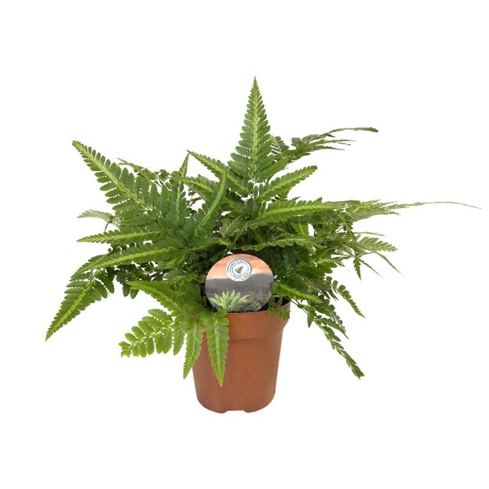 <h4>Arachniodes aristata 'Variegata'</h4>