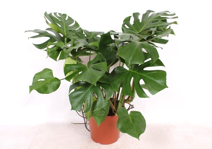 <h4>Monstera deliciosa</h4>