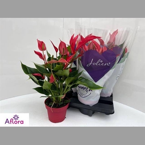 ANTHU BANDEROLA ROJA