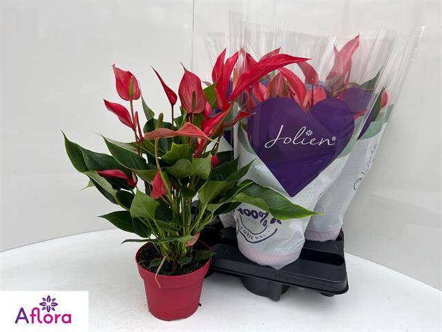 <h4>ANTHU BANDEROLA ROJA</h4>