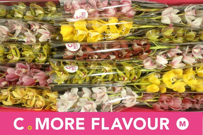 <h4>CYMB MI GEM</h4>