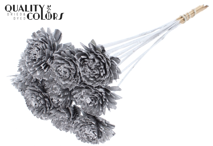 Shola Zinia 6cm on stem Silver