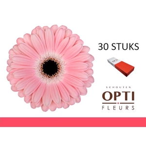 GE GR DULCIE-Doosx30