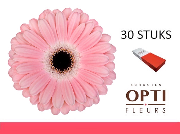 <h4>GE GR DULCIE-Doosx30</h4>