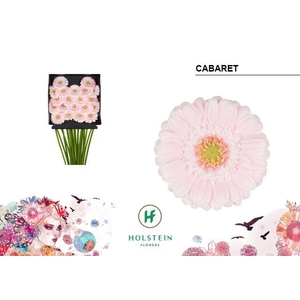 Germini Cabaret Diamond Per Kaart