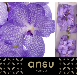 Vanda Angelite