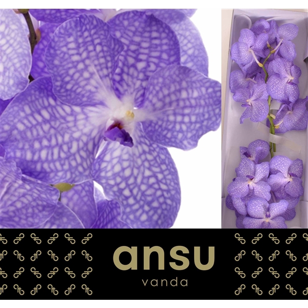 <h4>Vanda Kan Angelite - Ansu Kwekerij</h4>