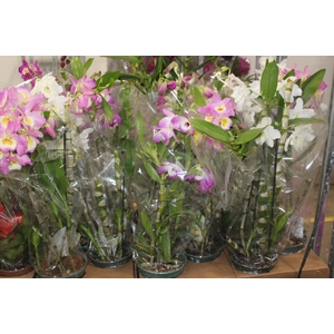DENDROBIUM NOBILY P15 MIN 10 FLS