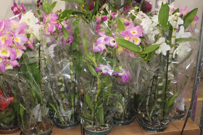 <h4>DENDROBIUM NOBILY P15 MIN 10 FLS</h4>