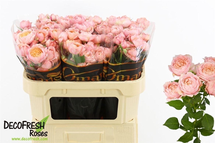 <h4>R Tr Julietta</h4>