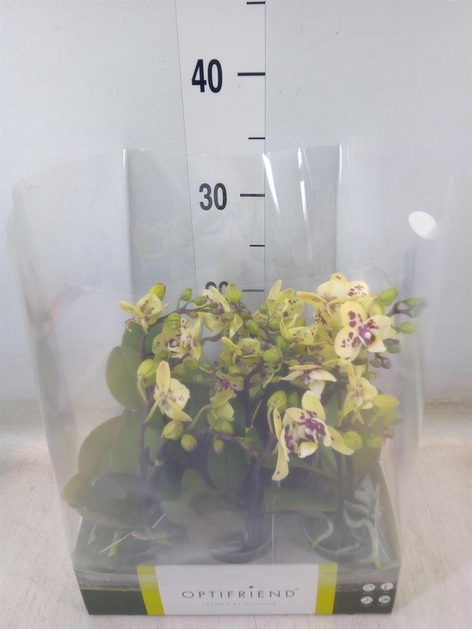 <h4>Phalaenopsis multi.   ...yellow</h4>