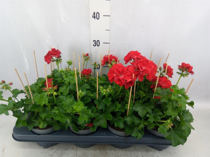 <h4>Pelargonium pelt. 'Grand Idol Red'</h4>