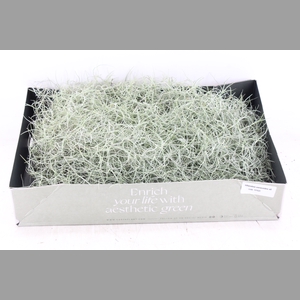 arr3 CP - Usneoides x6