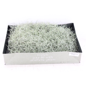 arr3 CP - Usneoides x6