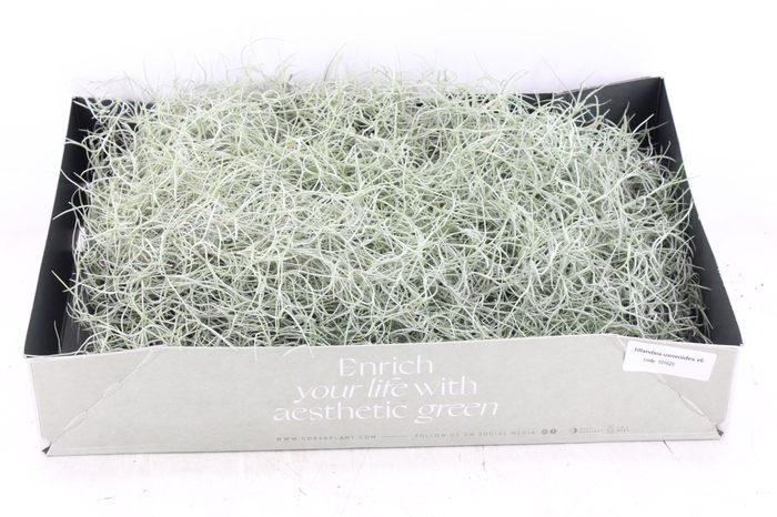 <h4>arr3 CP - Usneoides x6</h4>