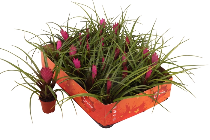 <h4>TILL CYANEA</h4>