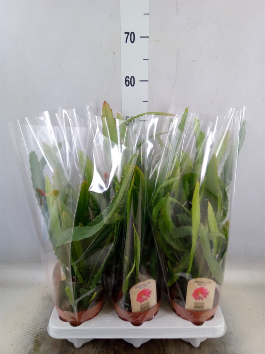<h4>Epiphyllum   ...</h4>