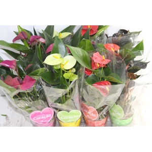 ANTHURIUM VARIADO P09