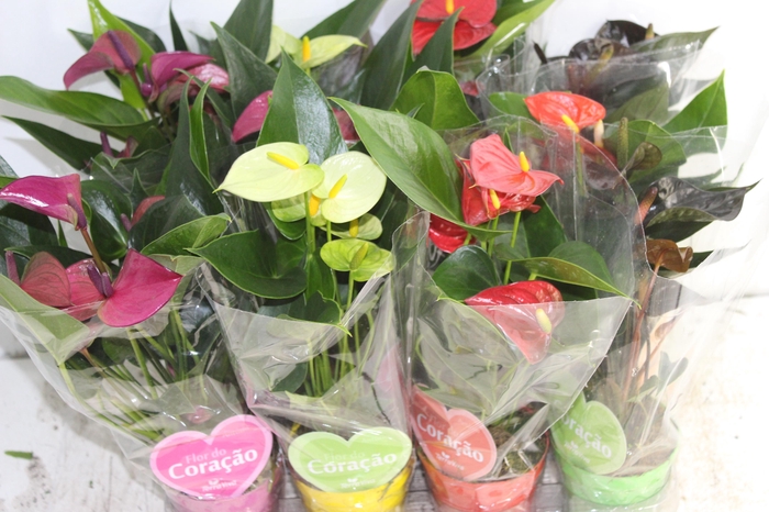 <h4>ANTHURIUM VARIADO P09</h4>