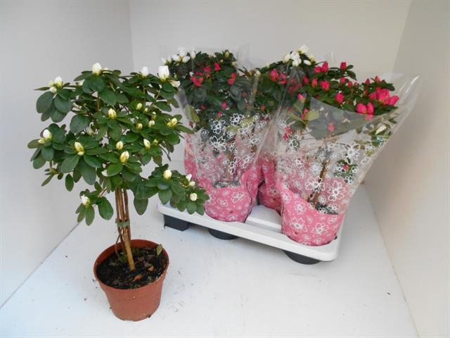 Rhododendron simsii trolley mix 17Ø 55cm