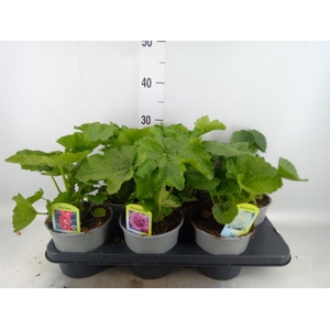 Alcea   ...