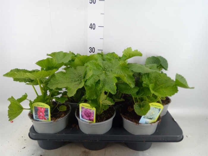 <h4>Alcea   ...</h4>