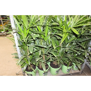 PALMEIRA RAPHIS P24