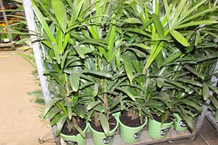 <h4>PALMEIRA RAPHIS P24</h4>