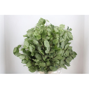 Beuk Naturel P Bunch
