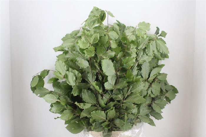 <h4>Beuk Naturel P Bunch</h4>
