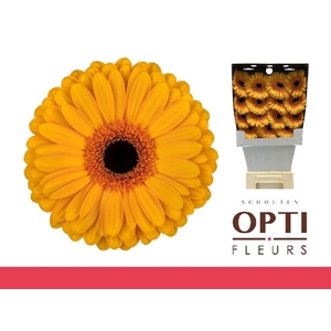 Gerbera Oaklyn Diamond