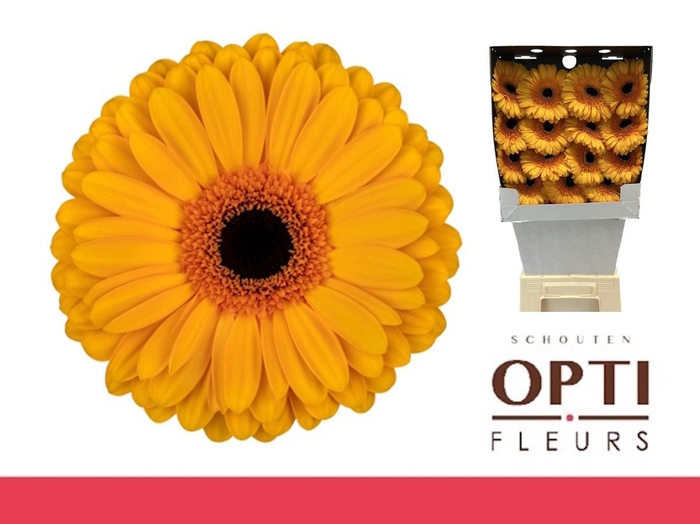 <h4>Gerbera Oaklyn Diamond</h4>