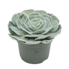 Echeveria Pollux