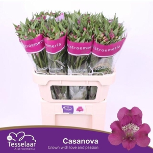 ALSTR CASANOVA