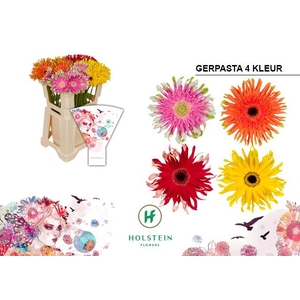 Gerbera Pasta Mix Water x40