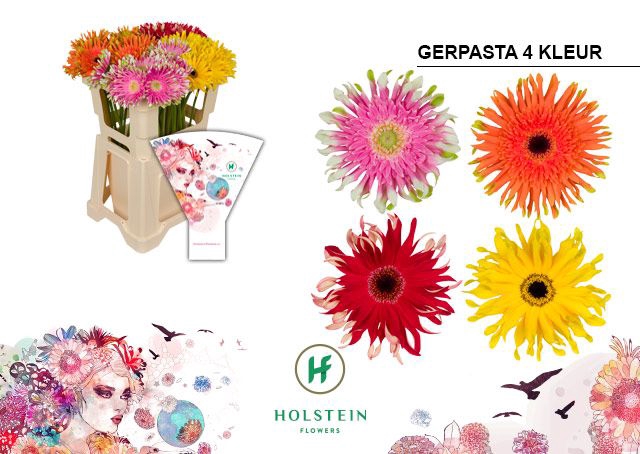 <h4>Gerbera Pasta Mix Water x40</h4>