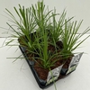 Cortaderia selloana