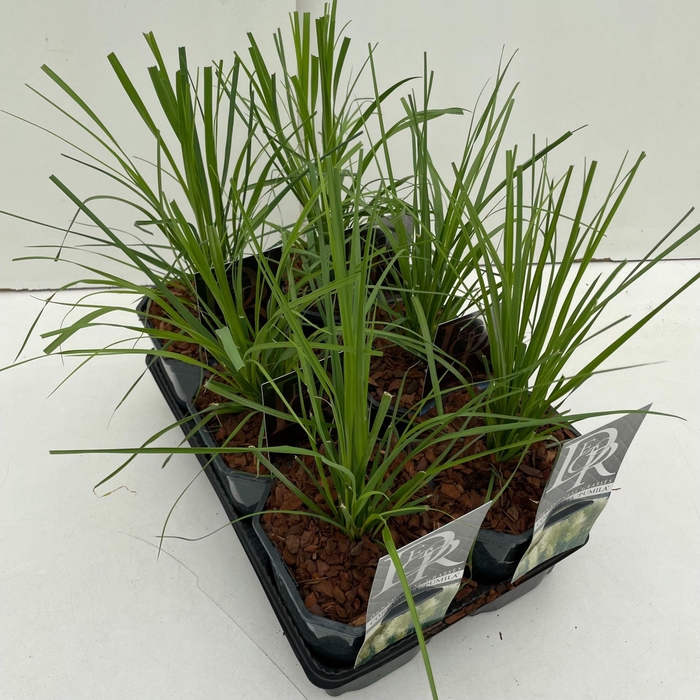 Cortaderia selloana