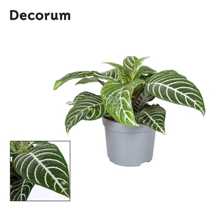 Aphelandra Botanica Green