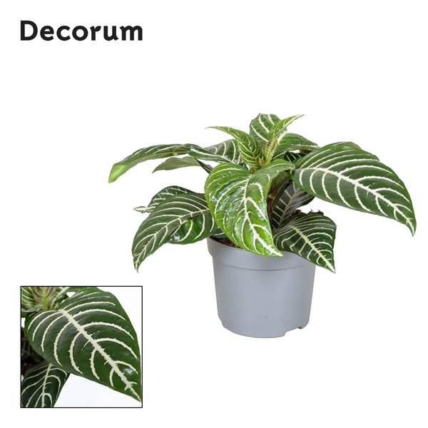 <h4>Botanica Aphelandra Green Decorum</h4>
