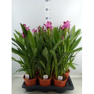 Curcuma alism. 'Siam Splash'