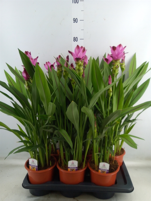 <h4>Curcuma alism. 'Siam Splash'</h4>