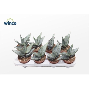 Aloe Reitzii (Group)