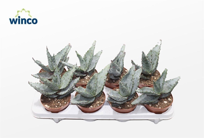 <h4>Aloe Reitzii (Group)</h4>