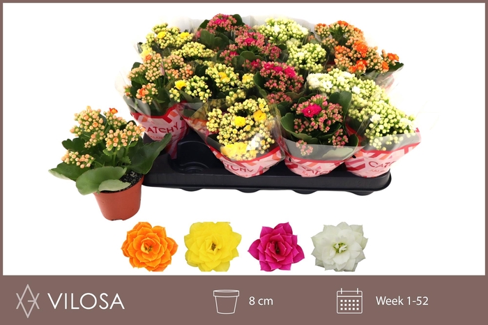 <h4>KAL GE GEM 4 KL</h4>